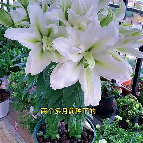 家裡不能種的花|6種花，室內不能養，經常「花旺人不旺」，別大意了